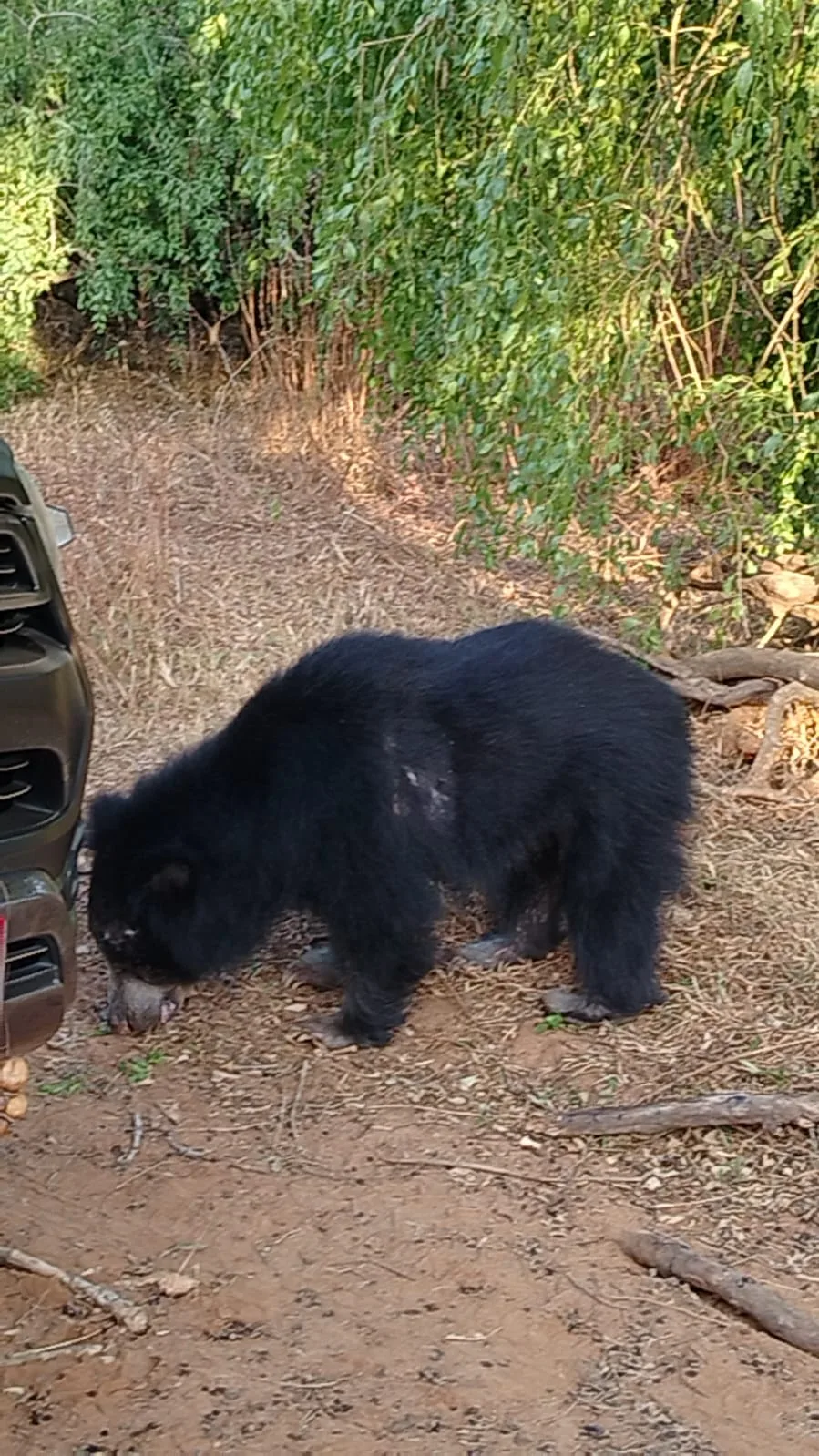 A wild sloth bear foraging beside a safari vehicle on a woodland track in Sri Lanka