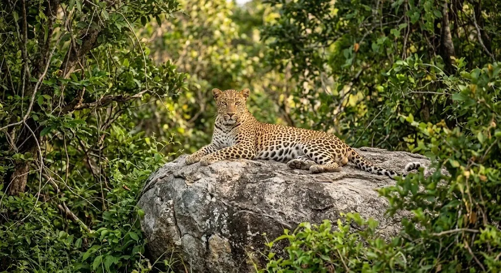 Wildlife, green mountains and Sri Lanka's southern coast on a private tour